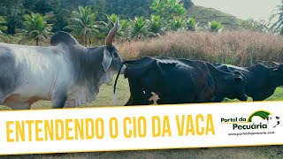 Entendendo o cio da vaca [upl. by Vihs498]