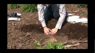 How to Plant Daylilies Video [upl. by Nedlog]