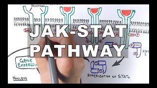 JAKSTAT Signalling Pathway [upl. by Yenor724]