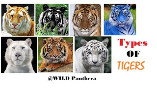 All Types Of Tiger  All Living SubSpecies Of Tigers [upl. by Trace195]