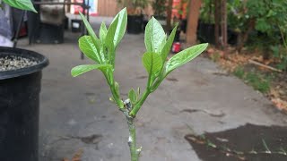 How to Graft Avocado Trees in Containers [upl. by Alimak757]