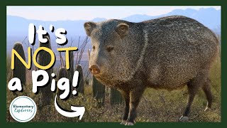 Kids Explore the ArizonaSonora Desert Museum  Desert Animals  Javelina  Tucson Arizona [upl. by Myrlene]