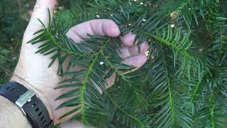 Identifying yew [upl. by Rodmur]