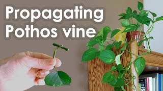 Propagating Pothos Vine Devils Ivy from Cuttings [upl. by Nreval276]