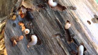 Bark beetles at work [upl. by Mable]