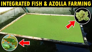 Integrated Fish and Azolla Farming [upl. by Harim77]