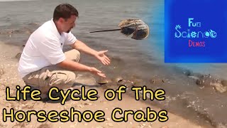 Life Cycle of the Horseshoe Crab [upl. by Goodson]