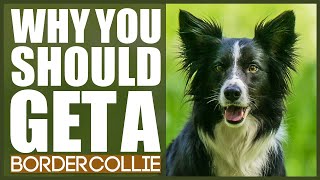 BORDER COLLIE 5 Reasons Why YOU SHOULD Get A Border Collie [upl. by Modesta]