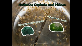 How To Culture Daphnia and Moinas using Green Water Spirulina powder [upl. by Ecadnak]