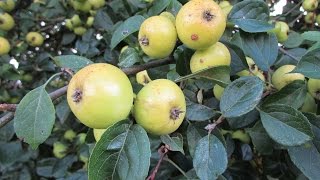 Crab Apples facts amp history [upl. by Sedgewinn]