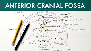 Anterior Cranial Fossa  Anatomy Tutorial [upl. by Ludba]