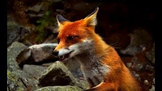 The Secret Life of Fox  Wildlife Wars Nat Geo [upl. by Iasi71]