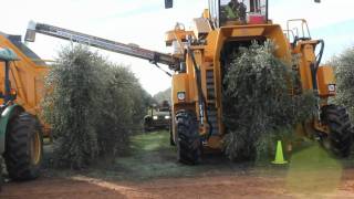 Oxbo 6420 Super High Density Olive Harvester [upl. by Marienthal]