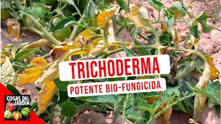 CONOCE AL FUNGICIDA BIOLOGICO MAS PODEROSO  TRICHODERMAS COMO USAR  BENEFICIOS  TIFI [upl. by Press]