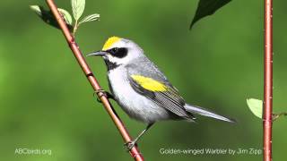 Goldenwinged Warbler Song [upl. by Hplodnar342]