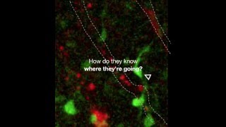 Scientists Catch Precursor Oligodendrocytes in Motion [upl. by Attehcnoc430]