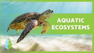 AQUATIC ECOSYSTEMS 🏝️🐠 Characteristics TYPES and Examples [upl. by Cummins]