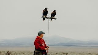 Hunting JackRabbits with Harriss Hawks in Utah Falconry with Craig Boren [upl. by Sibyls]