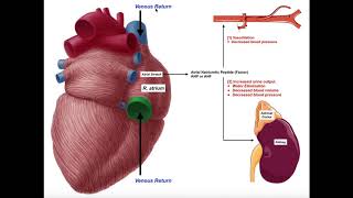 Release amp Functions of Atrial Natriuretic Peptide ANP [upl. by Haras]