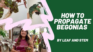 How to propagate Begonias by leaf and stem [upl. by Oirottiv]