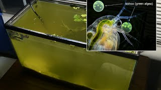 Raising Daphnia for the Freshwater Aquarium [upl. by Ratha794]