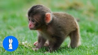 Monkey See Monkey Do Baby Edition  Cutest Compilation [upl. by Assetan]