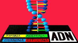 Como hacer una MAQUETA del ADN bonito y fácil [upl. by Ynnol]