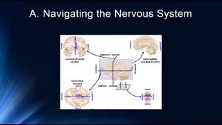 Brain Structure and Function [upl. by Wilburn]