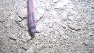 Scientists Make Surprising Discovery Deep Beneath Antarctic Ice Sheet [upl. by Aihn]