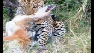 Leopards Attacking Pet Dogs [upl. by Ellenet]