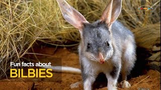 Fun facts about bilbies [upl. by Aklim]