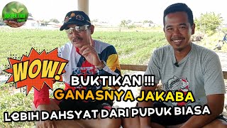 BUKTIKAN  GANASNYA JAKABA jakaba [upl. by Attelrahc929]