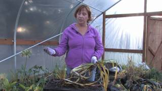 Plant Care amp Gardening  How to Prune Daylilies [upl. by Tempest]