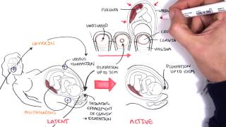 Obstetrics  Stages of Labour [upl. by Joan]