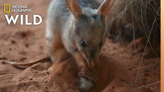 Meet The Bilby of Taronga Zoo  Secrets of the Zoo Down Under [upl. by Pantia351]