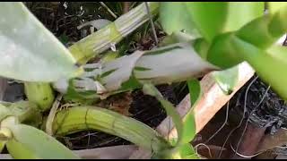 Schomburgkia orchid  Myrmecophila  hopefully it could be a bloom spike [upl. by Amal323]