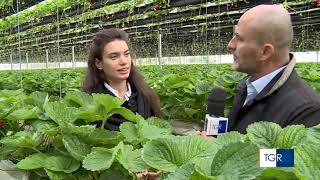 Fragola in coltura idroponica innovativa a piani mobili [upl. by Taro228]