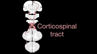 Corticospinal tract [upl. by Lashar]