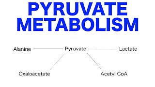 Pyruvate Pathways amp Metabolism [upl. by Ahsyle]