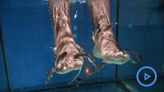 Garra Rufa fish The new way of doing pedicures [upl. by Calandra]