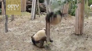 A dramatic life Panda falls from tree unhurt robbed by other pandas afterwards [upl. by Kalinda]