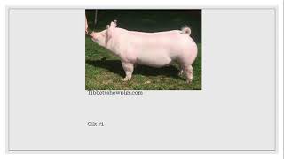 Online Livestock Judging Class 5 York Gilts [upl. by Coray]