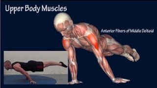 How to Planche Progression Muscle Anatomy Training Program EasyFlexibility [upl. by Nissensohn558]