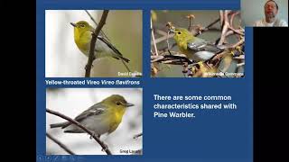 MiniTutorial Pine Warbler vs Yellowthroated Vireo [upl. by Eiramanel642]