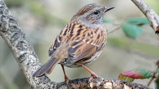 Bird Facts The Dunnock [upl. by Yeknarf]