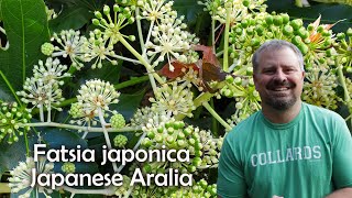 Fatsia japonica  Japanese Aralia [upl. by Cottrell]