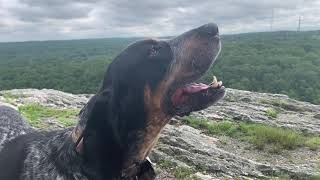 Coonhound Howling on a Mountain [upl. by Oirobil]