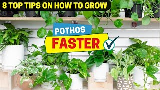 8 Top Tips on How to Grow Pothos Faster [upl. by Rimidalv]