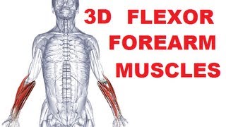 Forearm Muscles Anatomy  Anterior Compartment Flexors Part 1 [upl. by Imuyam]