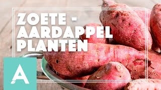 Zoete aardappel planten  Grow Cook Eat 21 [upl. by Medorra]